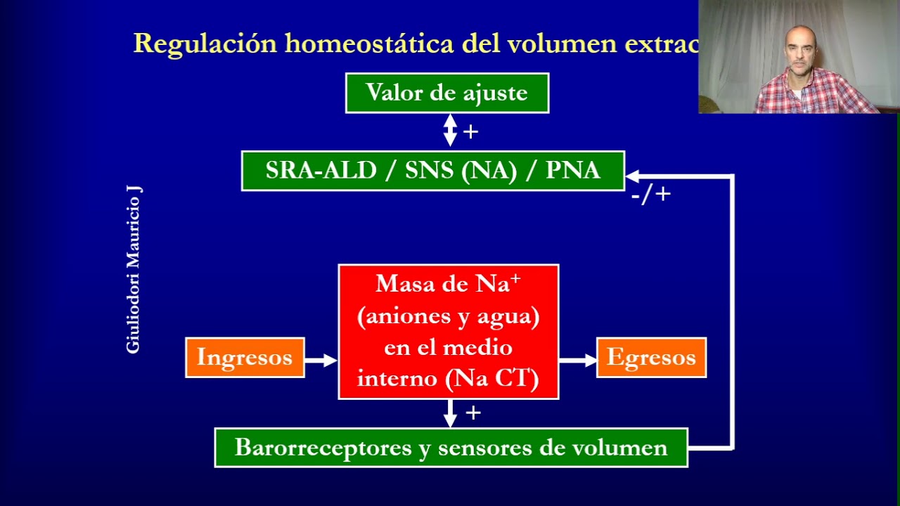 Fisiología cardiovascular: Regulación del volumen de sangre o volemia en 10 minutos, fácil y rápido