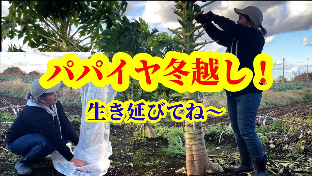 ＃パパイヤ冬越しやってみました！冬に耐えられるかどうか！楽しみです。＃パパイヤ育て方＃冬越し＃えっとう＃関東の冬越し＃冬に弱い植物