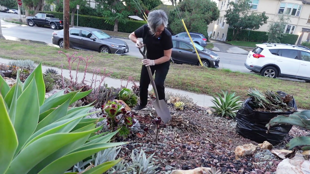 #21 Lavender  Lady를 치웠습니다