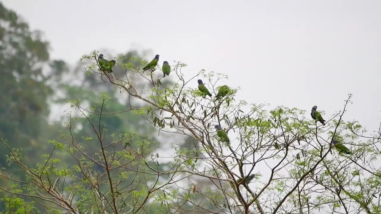 Blue-headed Parrots (Pionus menstruus) - near Pantiacolla Lodge (Peru) 30-9-2019