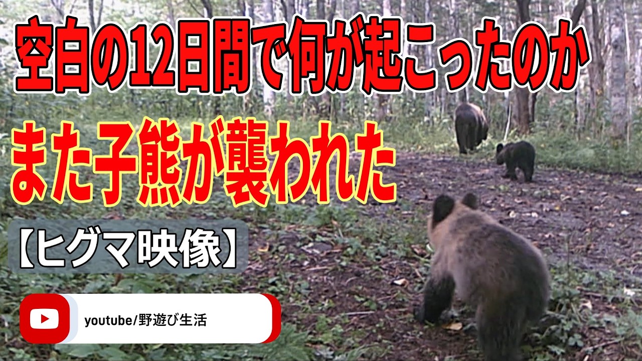 また子熊が襲われた 空白の12日間で何が起こったのか