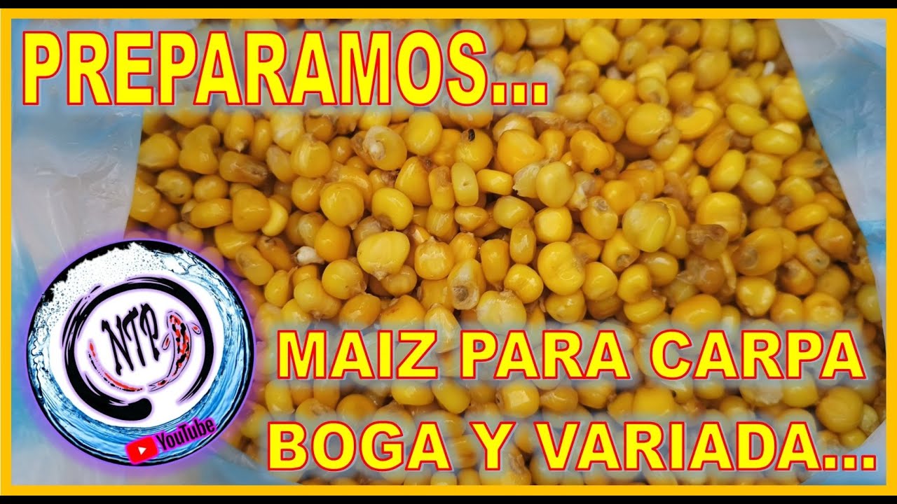 COMO PREPARAR MAIZ SABORIZADO PARA PESCA//BOGA CARPA