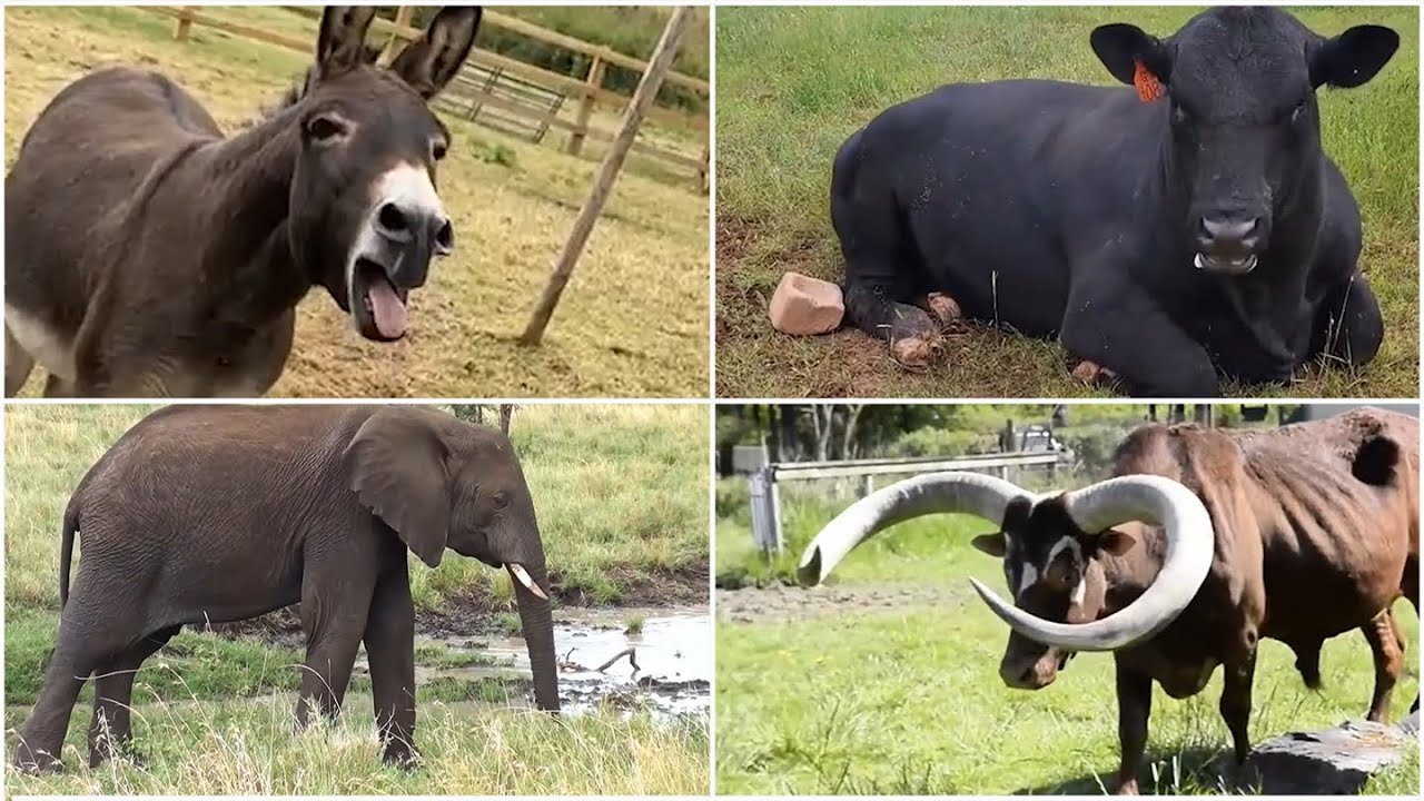 Epic 🧙‍♂️ battle ⚔️! 