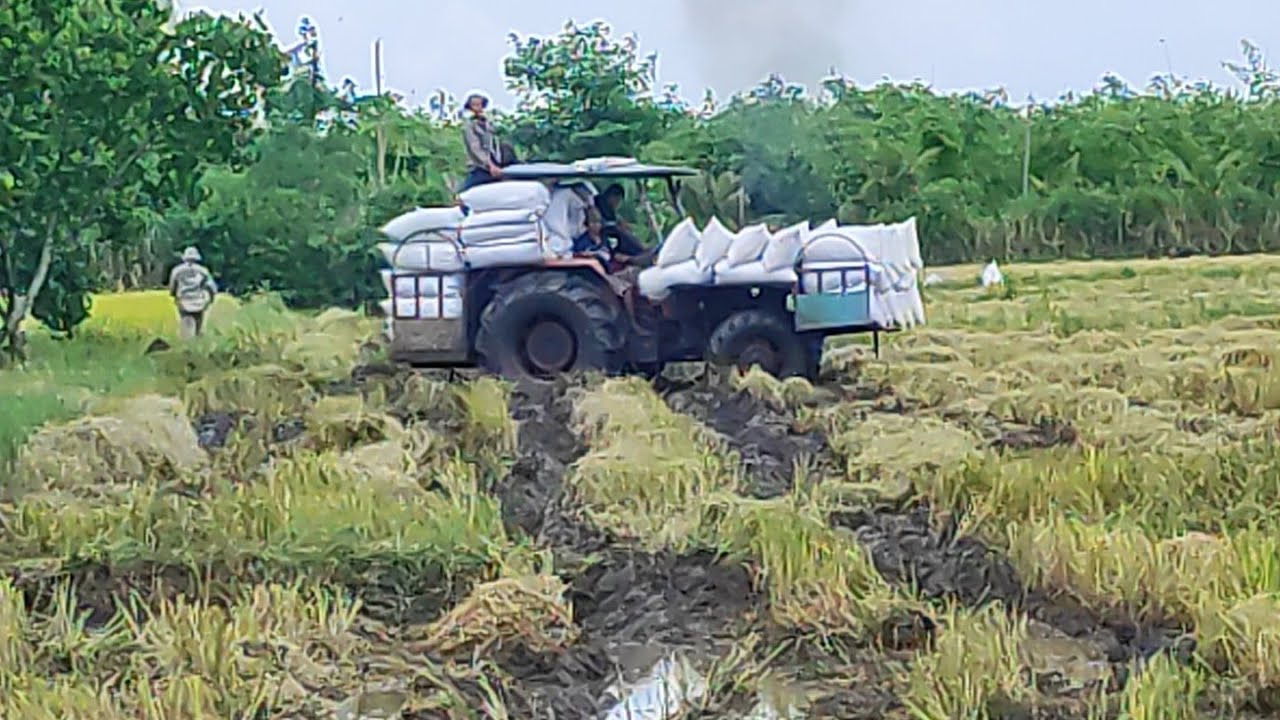 Máy cày chở 70 bao lúa trên xe băng ruộng lội suối ai cũng kinh ngạc.