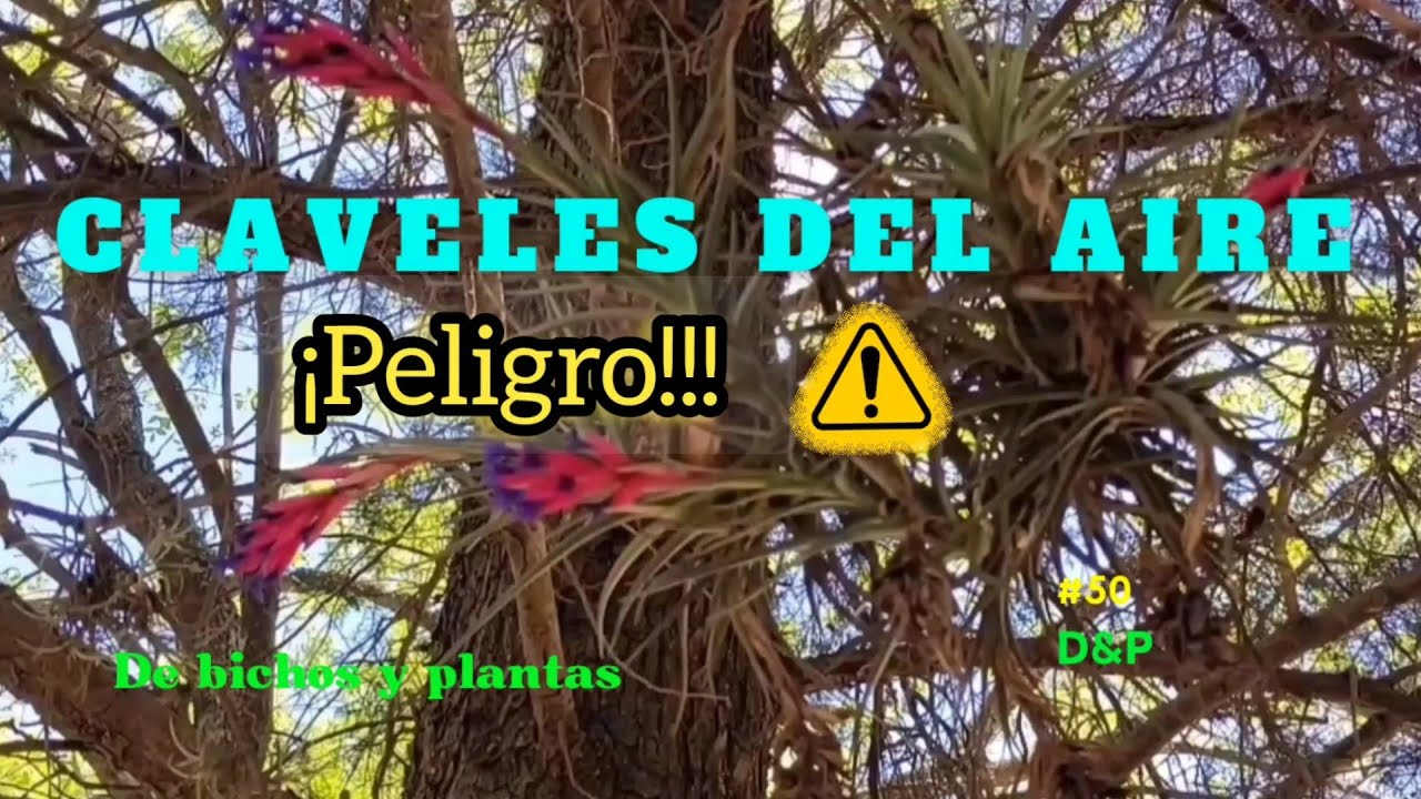 De bichos y plantas EL PELIGROSO CLAVEL DEL AIRE
