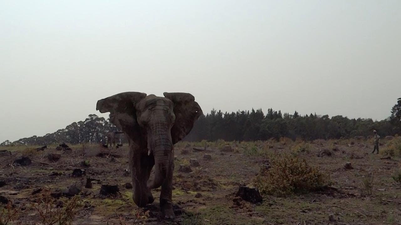 Man Captures Moment Elephant 'Fake' Charges At Him