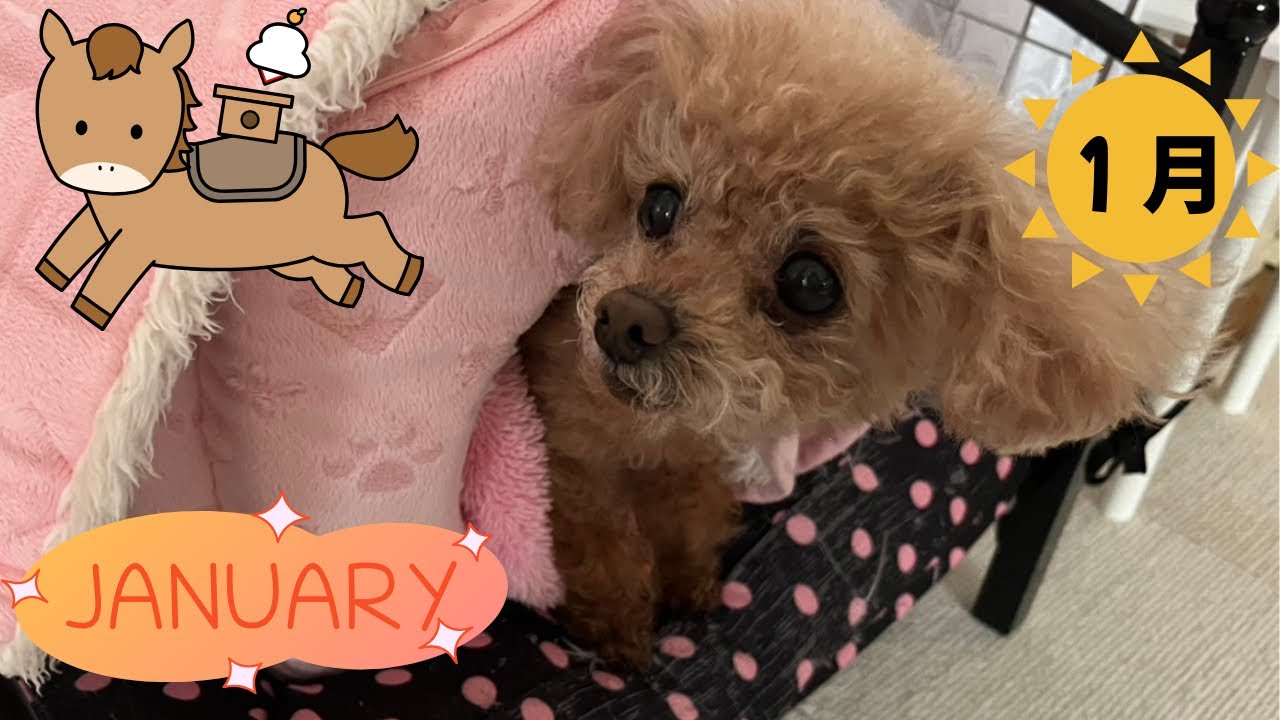 【１月】　ナナの写真📷💖😆お天気のいい日は、毎朝☀️日向ぼっこから１日が始まります☺️