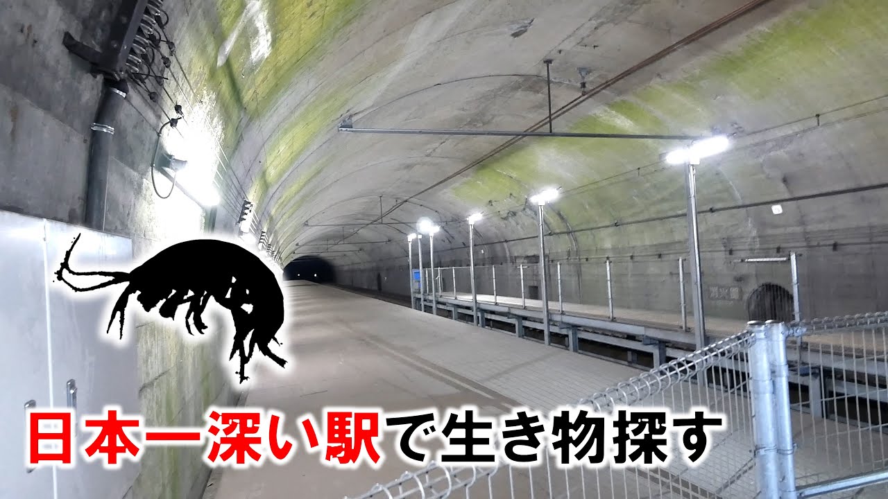 地下70mの駅に変な生き物がいる：前編