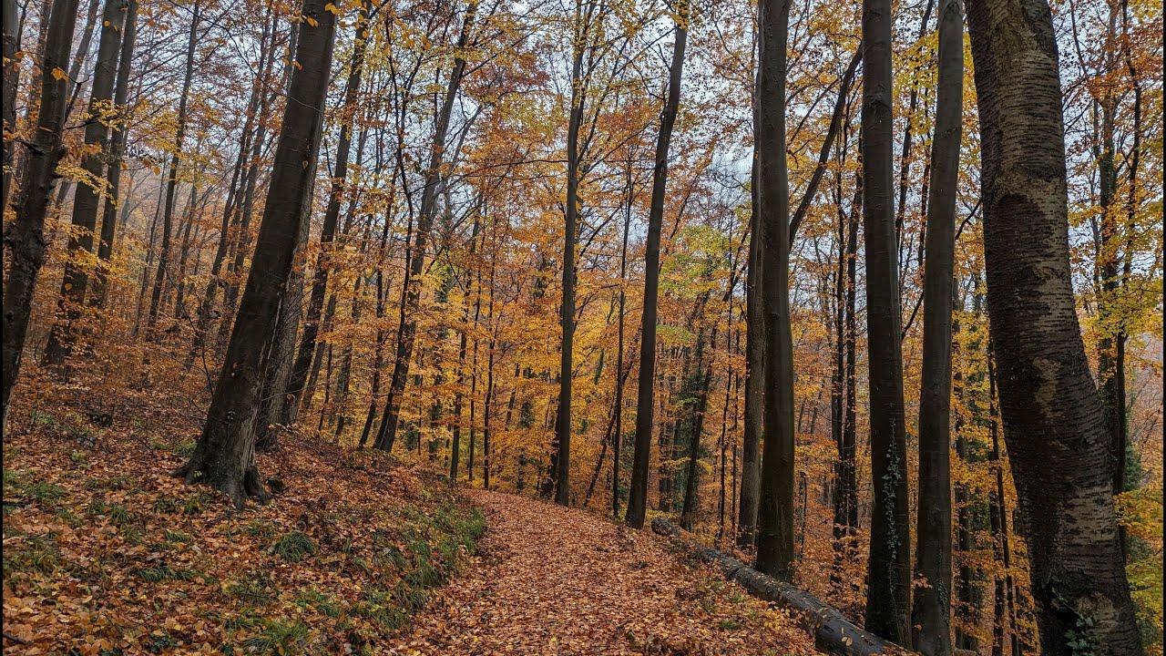Blütenweg-Burgensteig-Schleife zwischen Laudenbach und Heppenheim im November in 4K