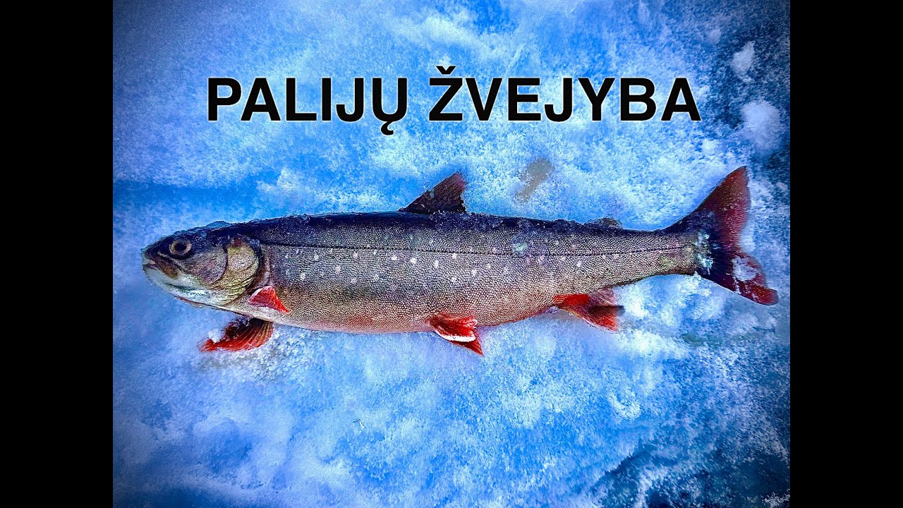 Poledine zukle toli nuo namu
