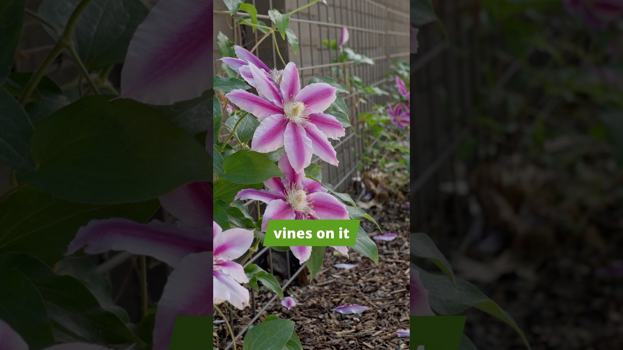 Easily Add Privacy with this Affordable Trellis Fence!