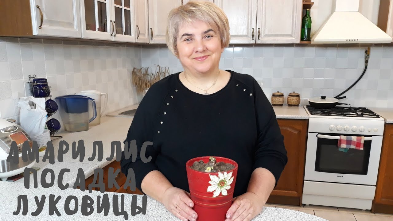 Посадка луковицы амариллиса. Мои цветы. Мой опыт.