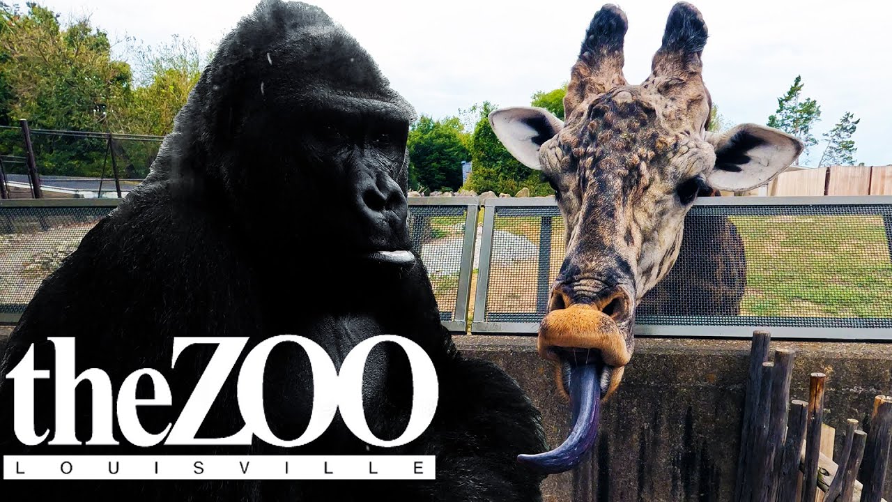 I High-Fived A GORILLA!! Louisville ZOO Vlog