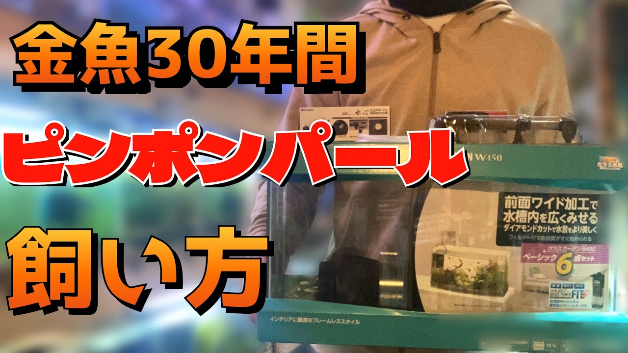 【金魚】ピンポンパールの飼い方。おすすめの水槽でピンポンパール立上げ！金魚飼育歴30年間。 金魚飼育方法。かわいい金魚を飼う。王道飼育底面ろ過で水槽立上げ。