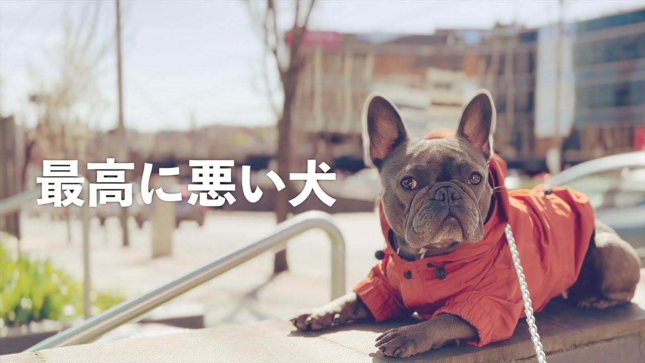 どういうしつけをすればこんな子になるのだろう…