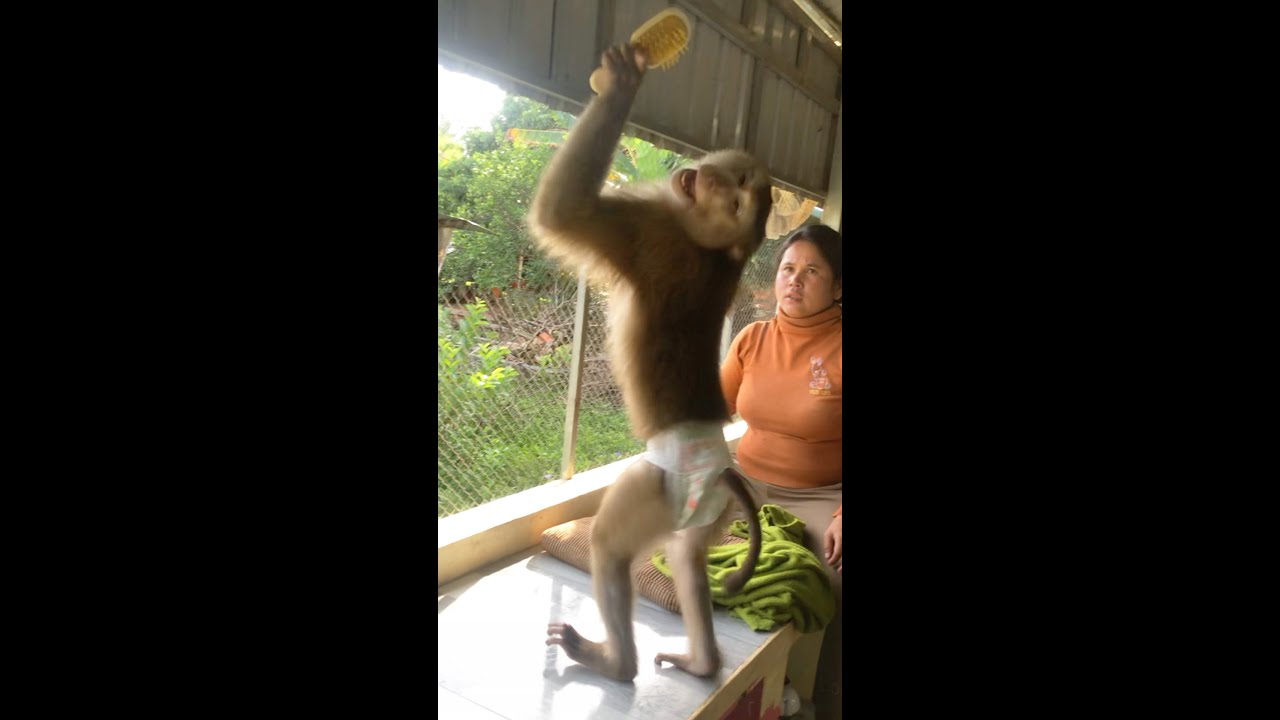 Hilarious Jason Lively Energetic After Bathed Dance Comb Hair