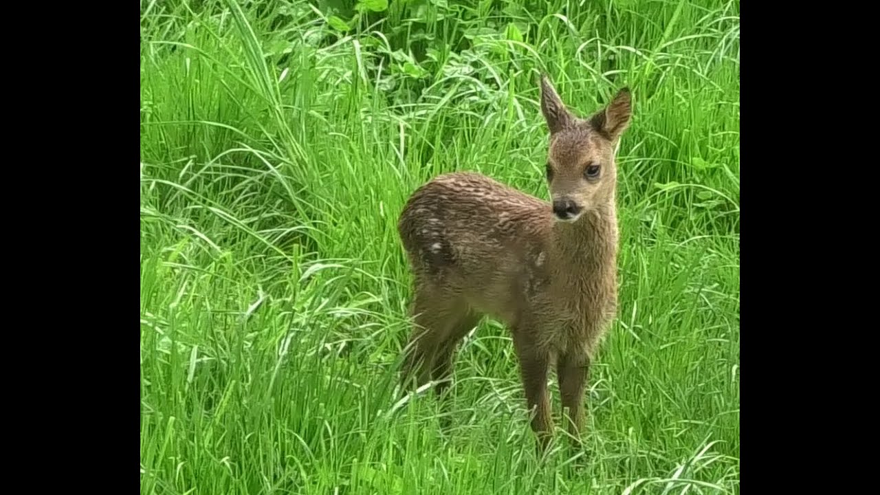 Ein Kitz ruft seine Mutter Teil 2    A fawn calls its mother part 2