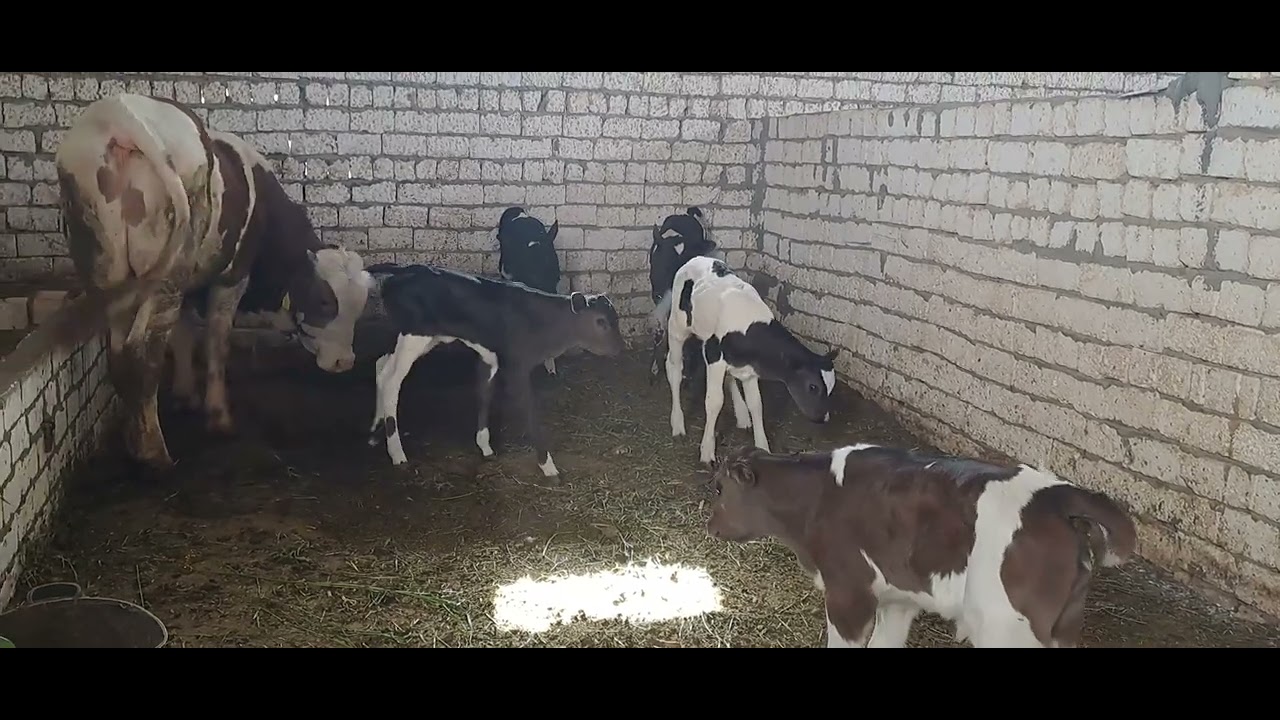 نموذج لمزرعه ابقار حلاب بسمالوط