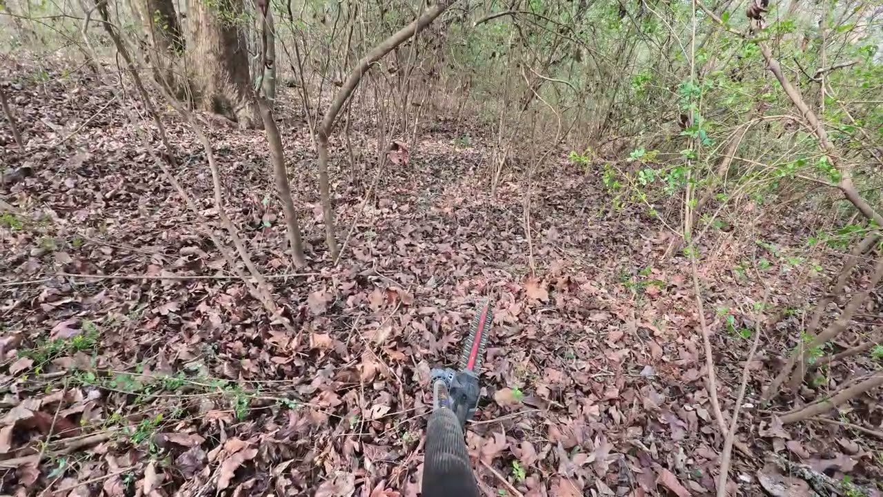 Clearing privit brush with Milwuakee m18 hedge trimmer  - Insta 360 go ultra camera mounted on tool
