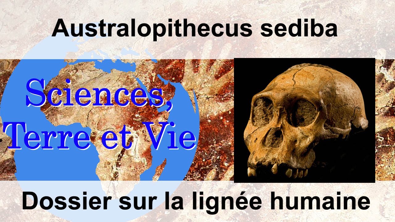 Australopithecus sediba