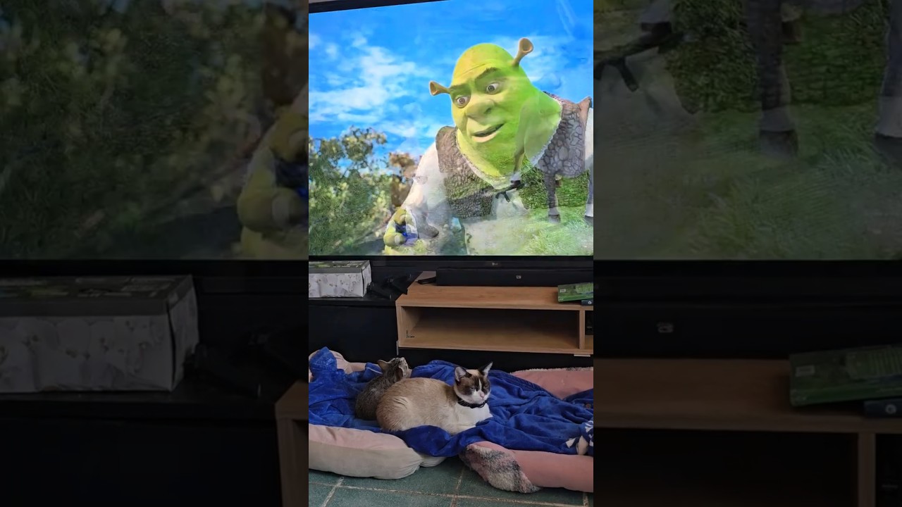 A todas en la casa nos gusta Sherk 💗