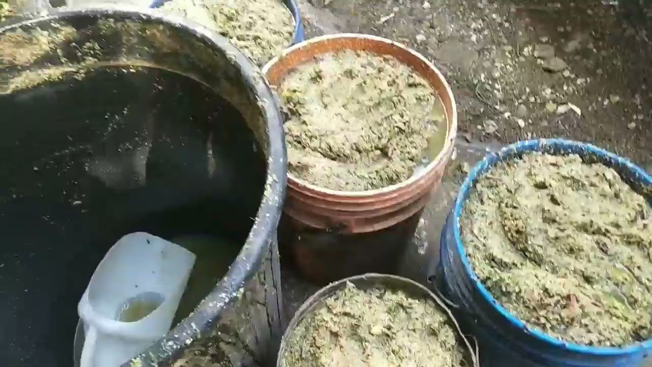 ANG PINAKA MURANG PAGKAIN NG AKING PABO