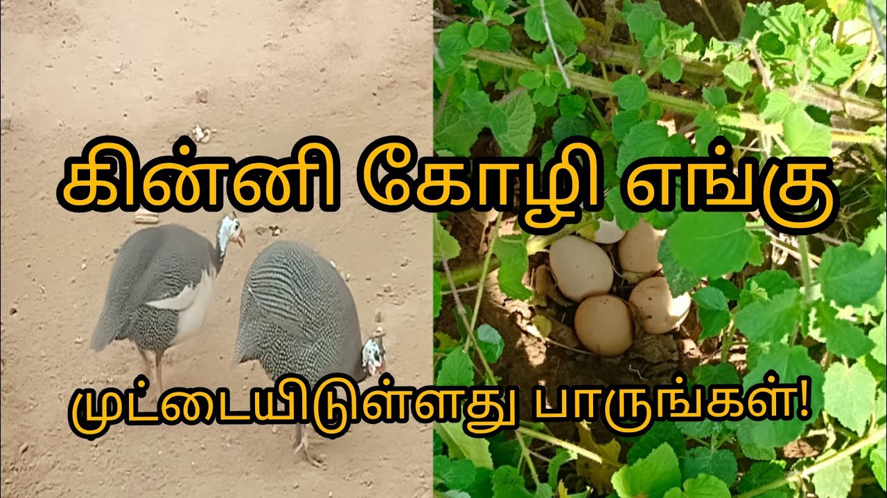 எங்கள் கின்னி கோழி எங்கே முட்டையிட்டுள்ளது பாருங்கள்!