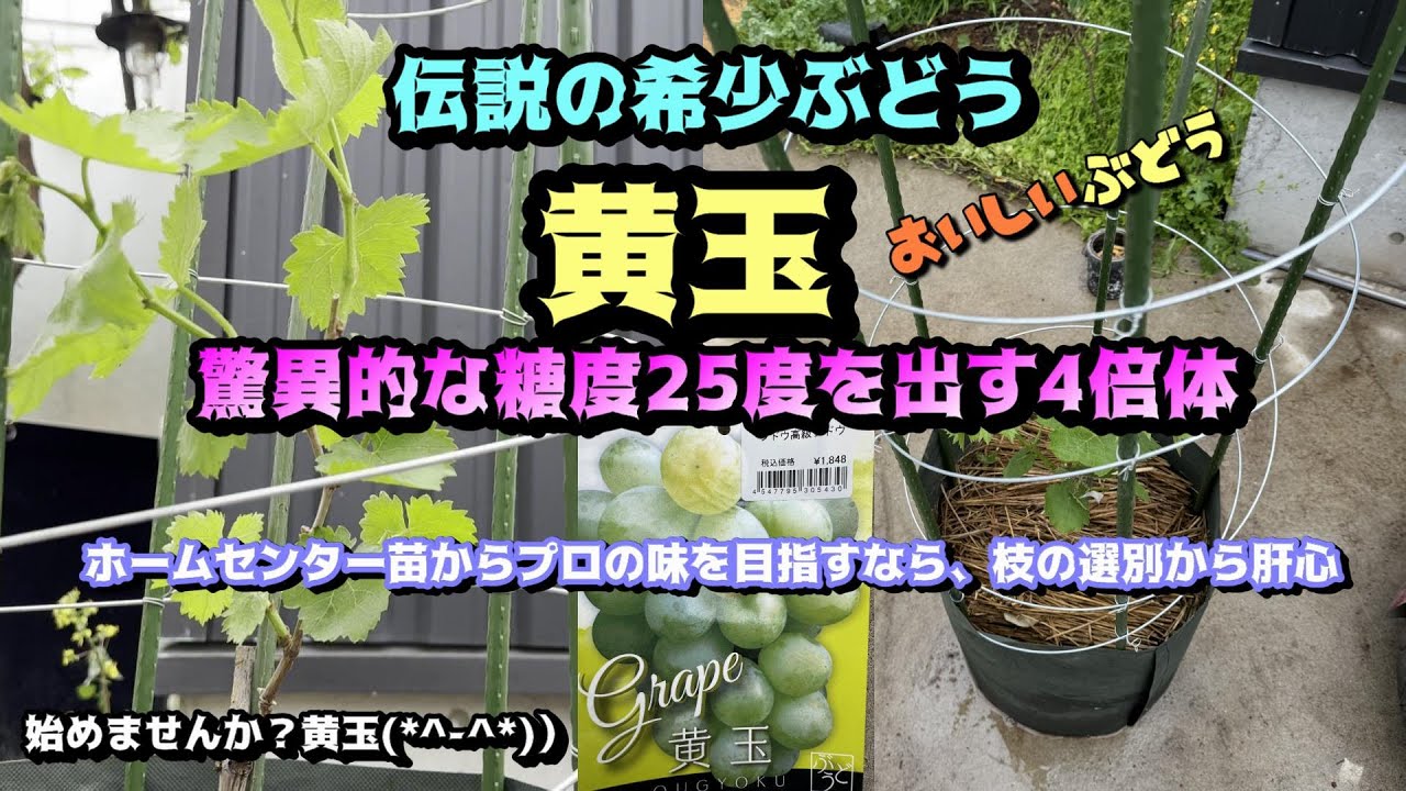 ホームセンターのぶどう自根苗、来年収穫する仕立てと定植。黄玉の鉢植え、あんどん螺旋仕立て棚まで。家庭菜園葡萄栽培です