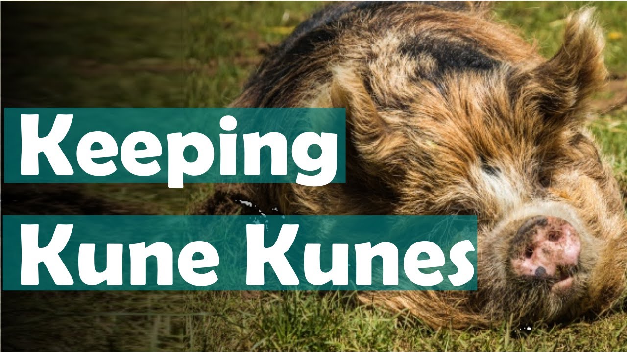 What you need to know about raising kunekune pigs