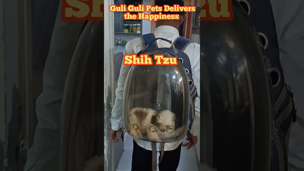 Guli Guli Pets Ahmedabad Gujarat #shihtzupuppies #doglover #petshop