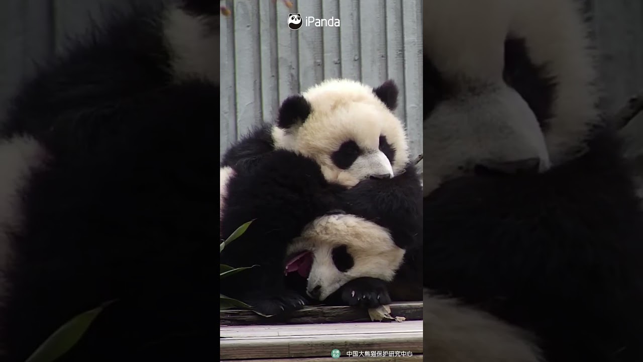 You're My Cushion, I'm Your Blanket | iPanda #shorts