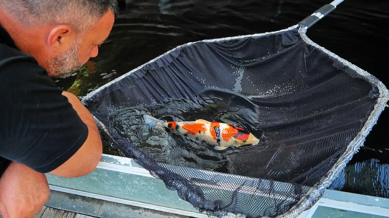 Gianluca Journey to Indonesia with Thorigoi Koi Center, HK Koi Farm( Ludoyo ), and Melati Koi Farm