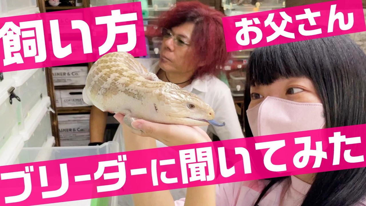 キタアオジタトカゲ 飼育方法や今季のベビー等🦎ブリーダー様のファームに潜入して色々聞いてきたよ【前編】イケコウさん Rêve