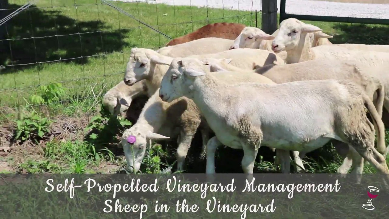 Self-Propelled Vineyard Management: Sheep in the Vineyard