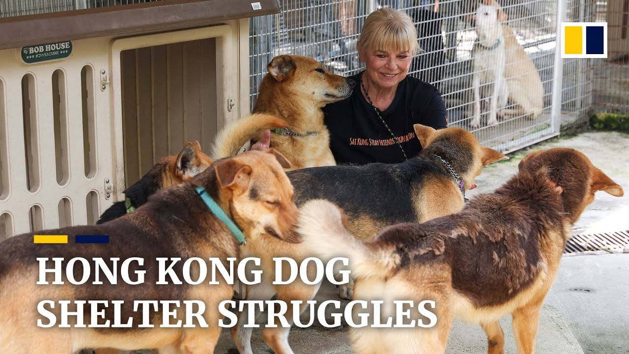 Hong Kong dog shelter struggles amid jump in number of stranded pets and staff shortage during Covid