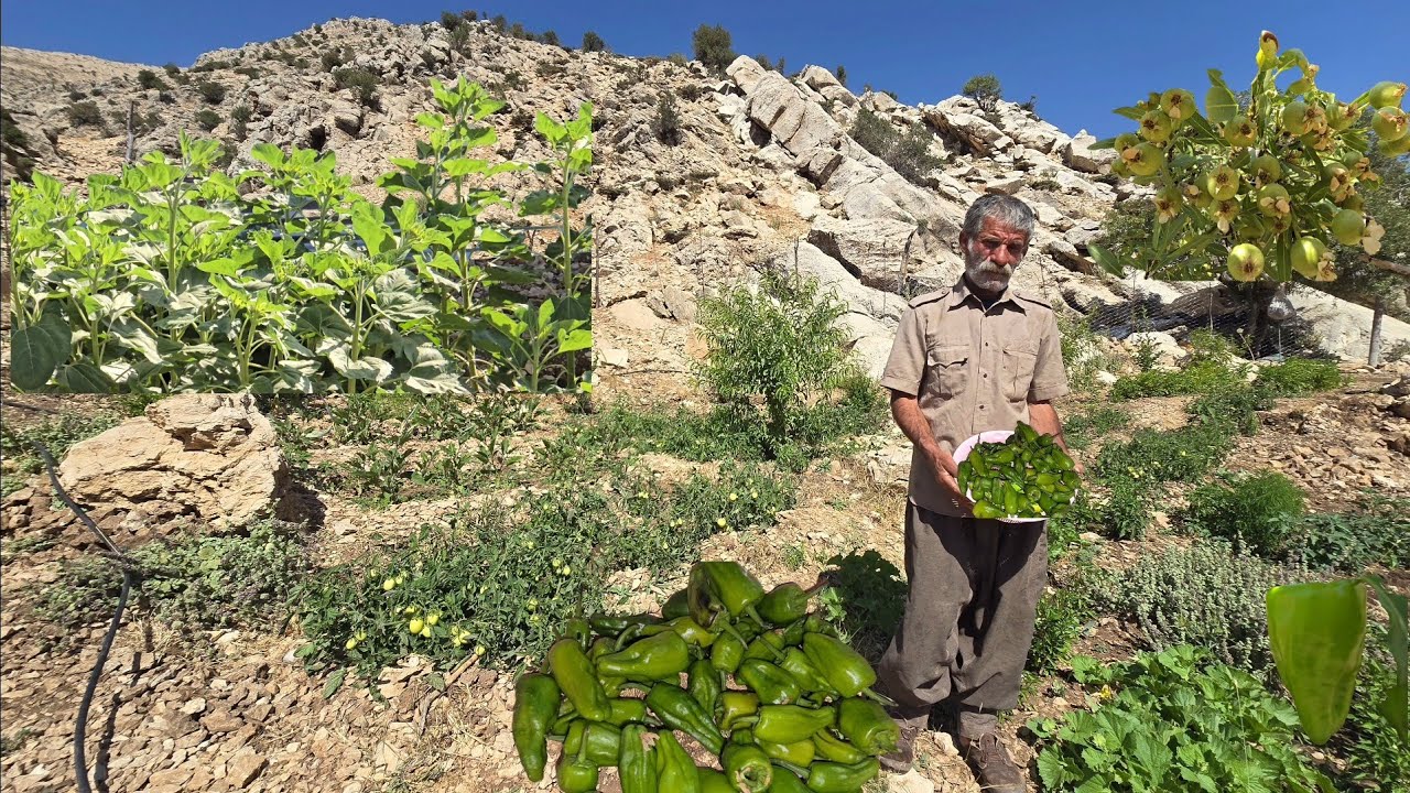 The Green Gold of Jahangir: From Harvesting Iranian Chili to Planting Beans in Nomadic Gardens
