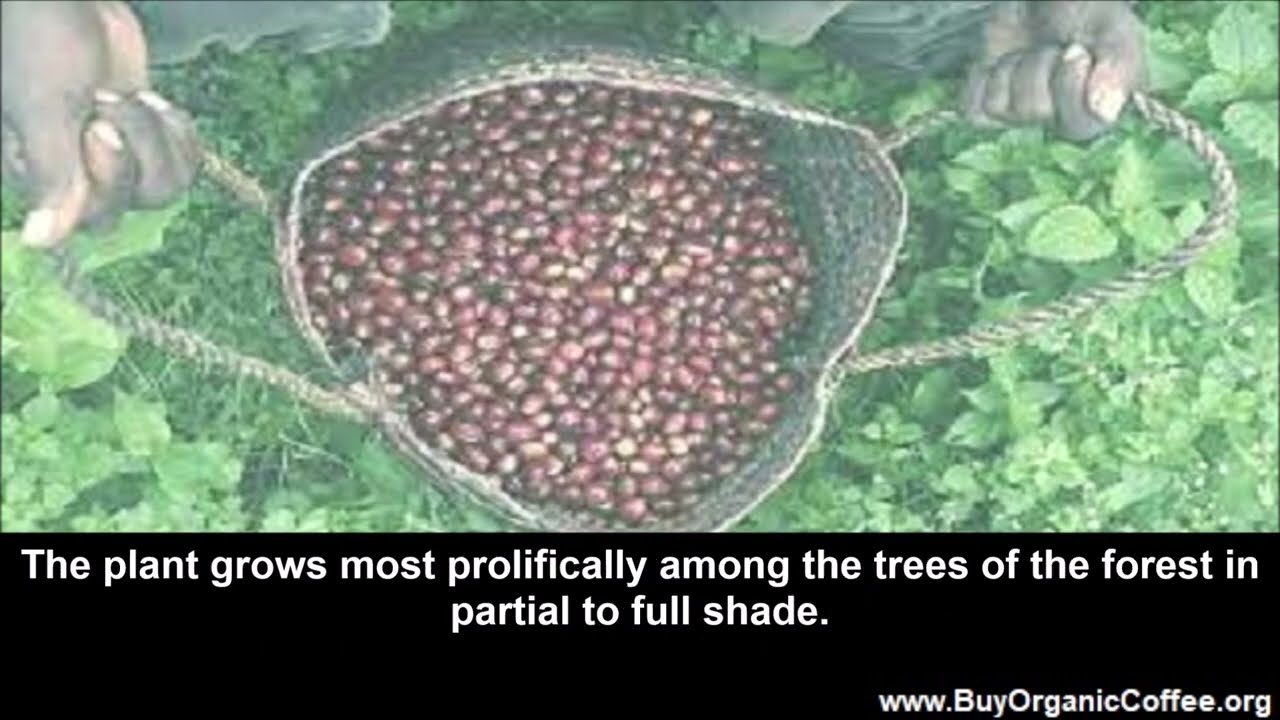 Why Grow Coffee in the Shade?