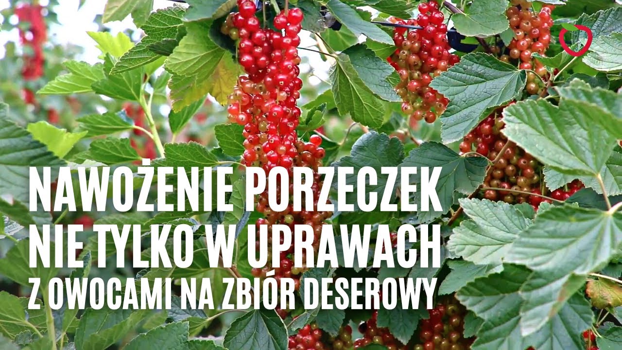 Nawożenie porzeczek nie tylko w uprawach z owocami na zbiór deserowy