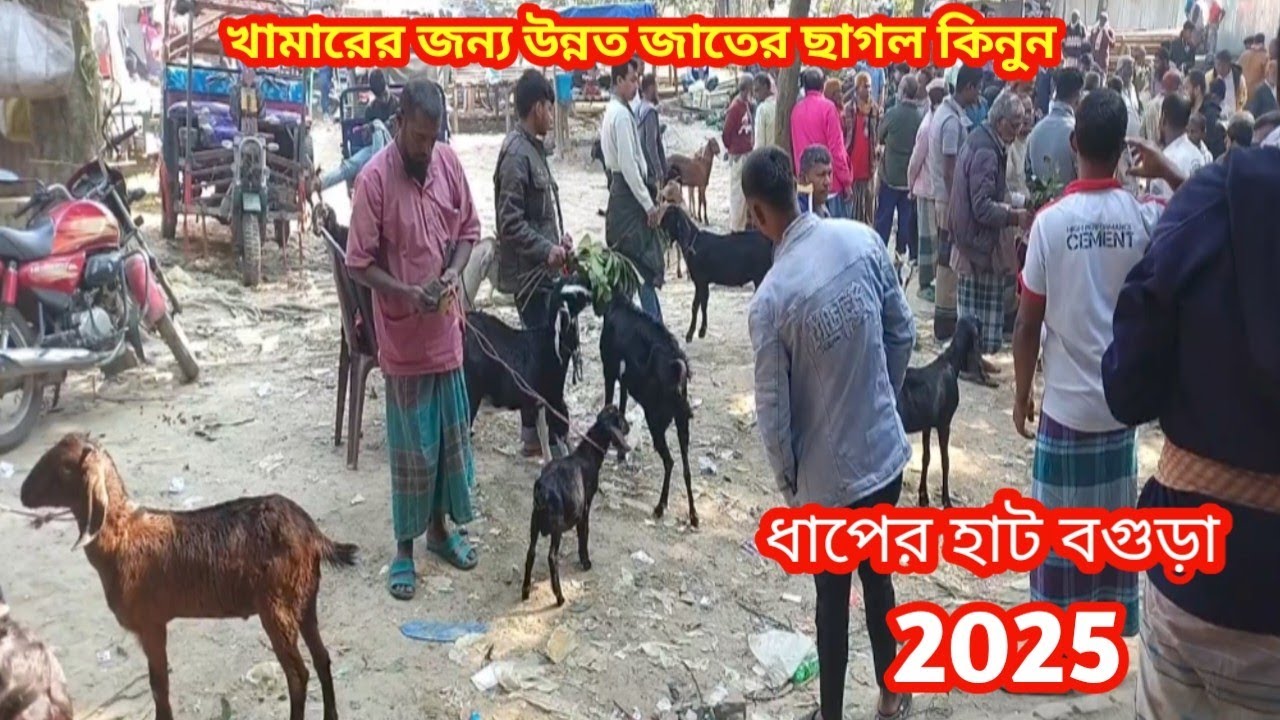 খামার জন্য ভালো মানের ছাগল কিনুন আজই||ধাপের হাট বগুড়া||ছাগলের দাম দর-২০২৫||Goat price bd-2025||