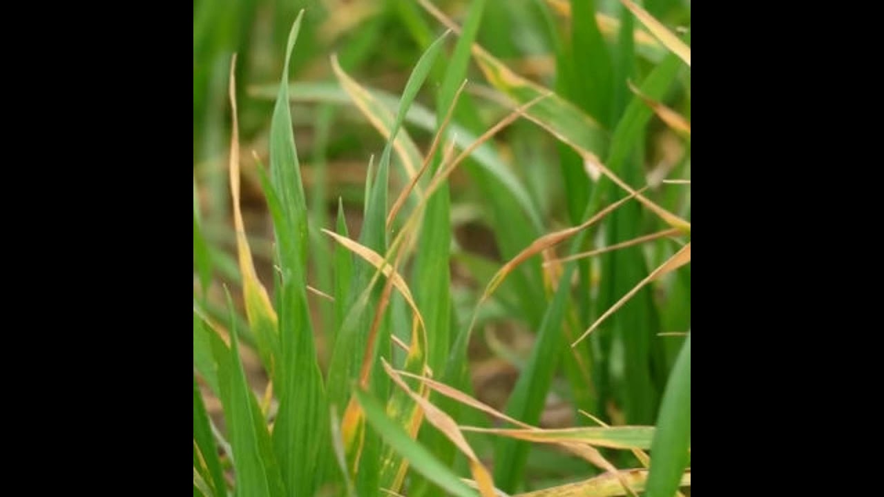 Choosing Wheat Varieties for 2026 – Is Yellow Rust a Concern?