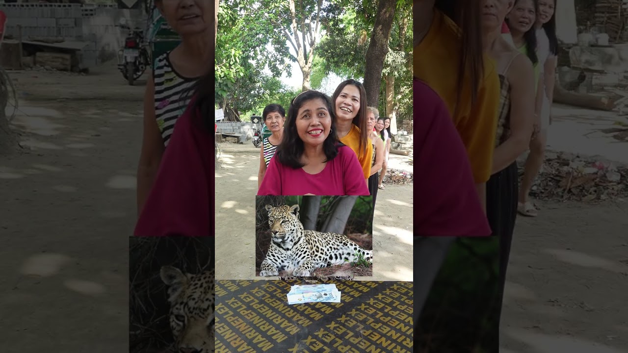 guess the wild animal  english only challenge!