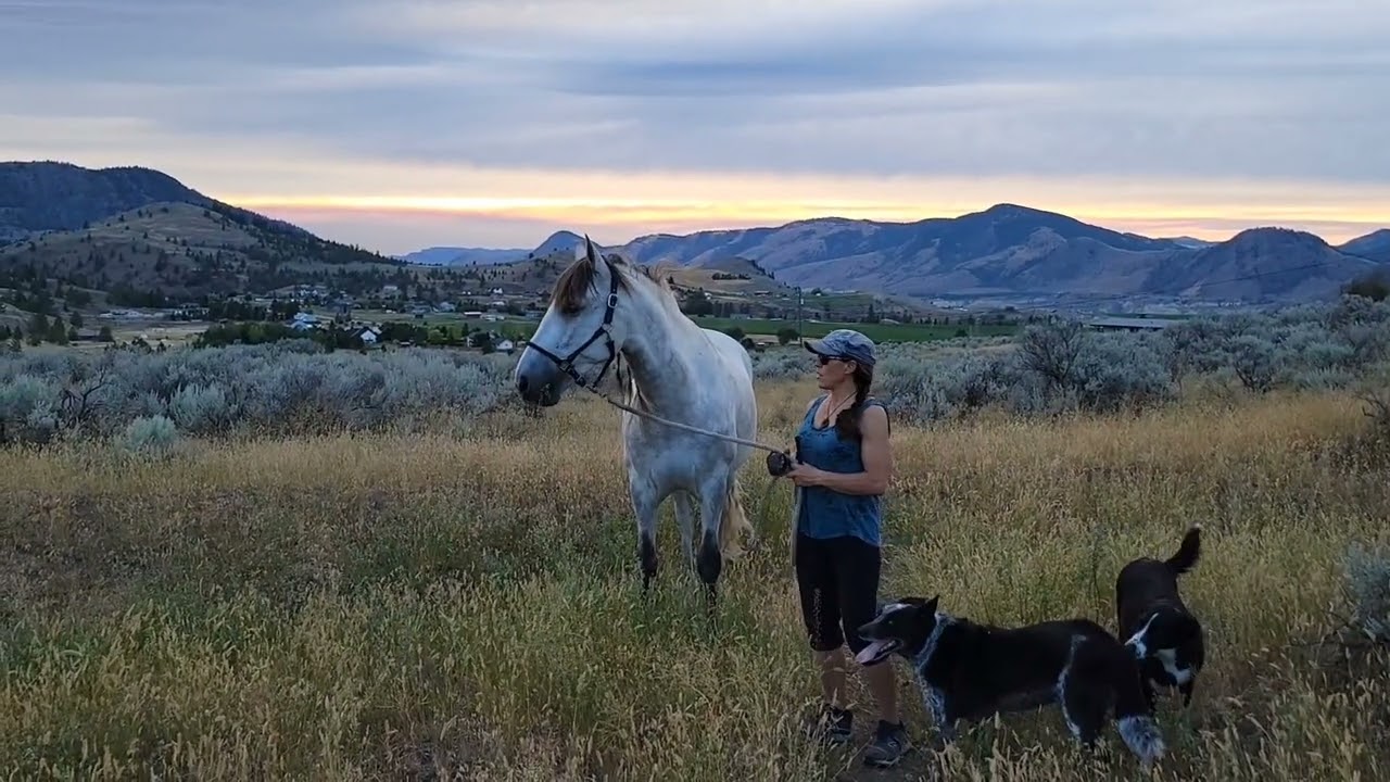 Take horse for a walk challenge