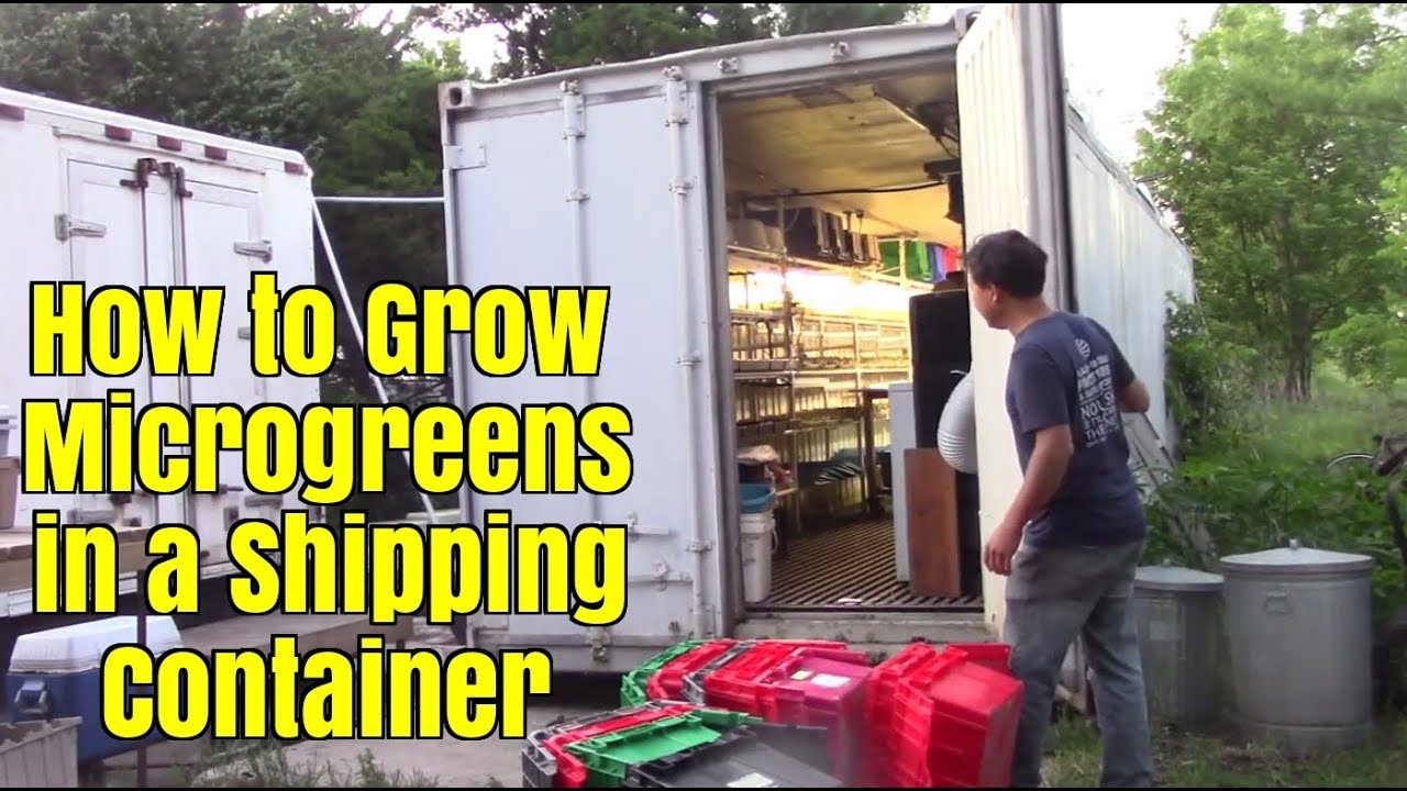 How to Grow Microgreens in a Shipping Container Farm
