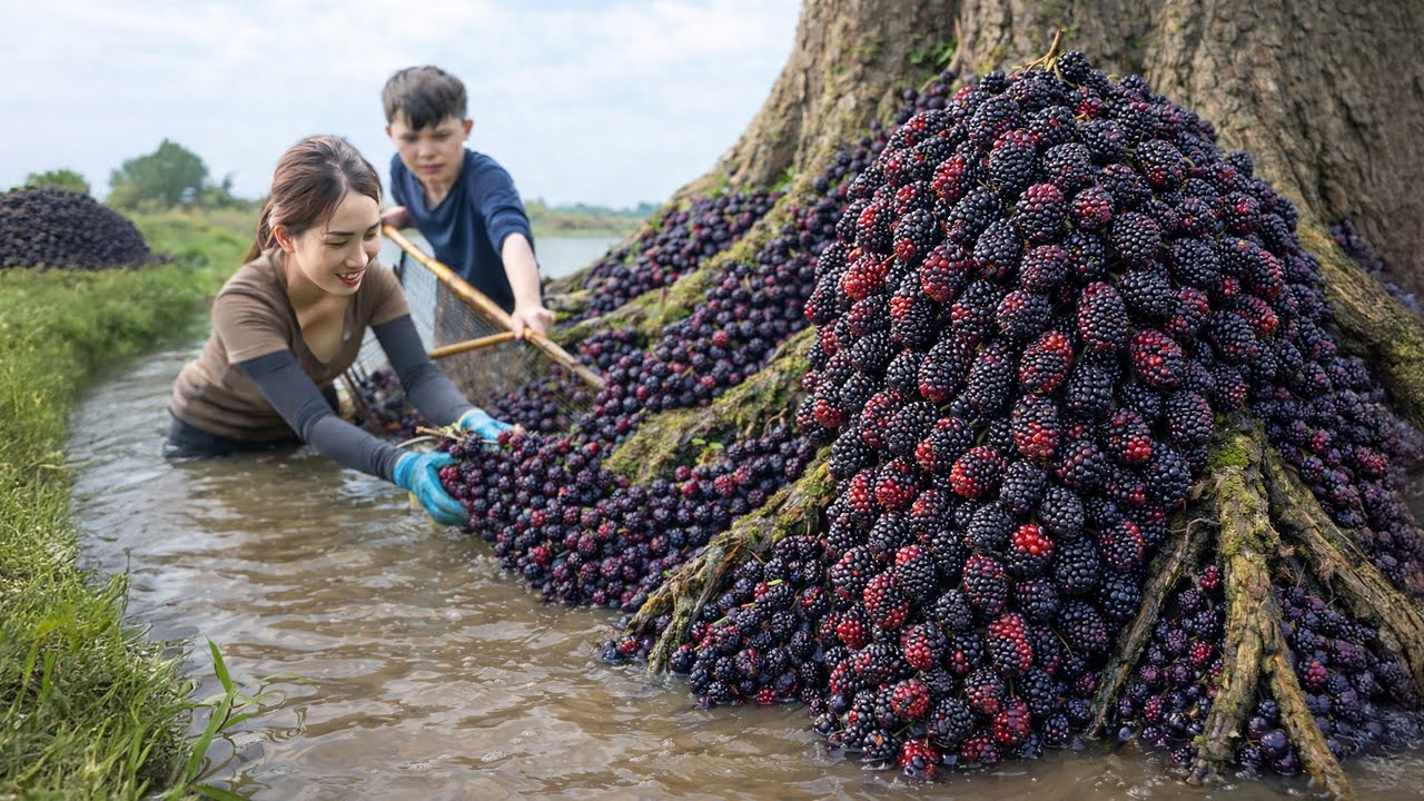 Harvesting Giant Mulberries Under Ancient Trees, Fermenting Into Exquisite Wine | Unique Rural Drink