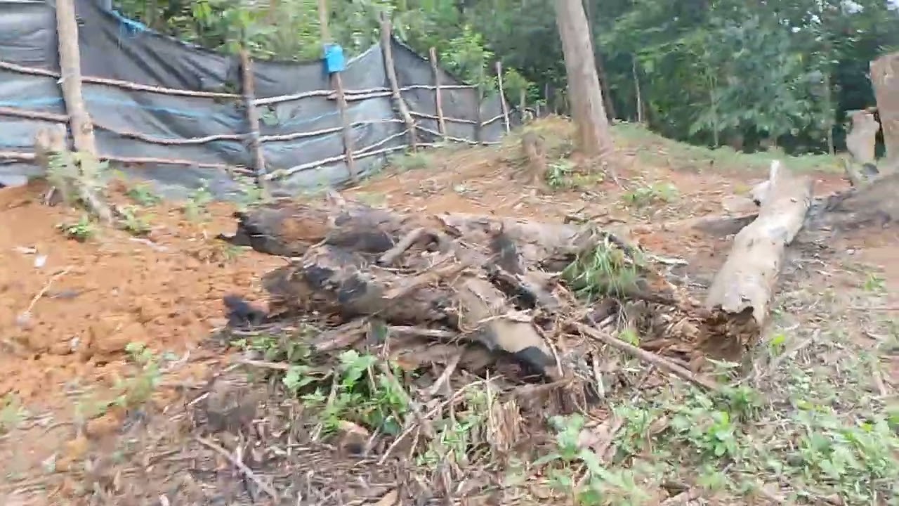 Bukit oh