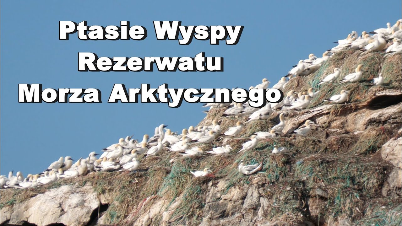 2024. 4K. Ptasie Wyspy Morza Arktycznego