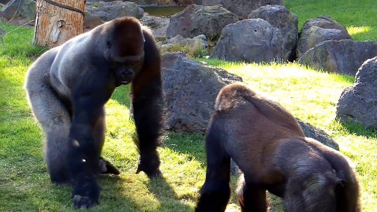 Funny monkeys in Valencia Bioparc
