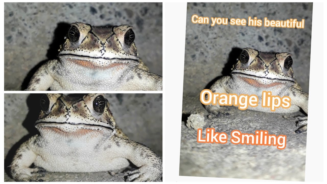 Dear Smiley Frog🥰#nature #frog #smile