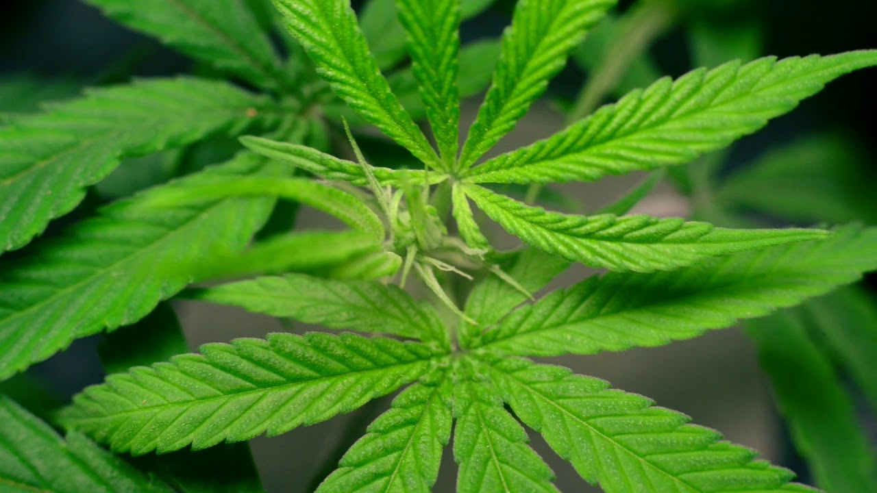 TreeHawk Farms - Humboldt Seed Pack