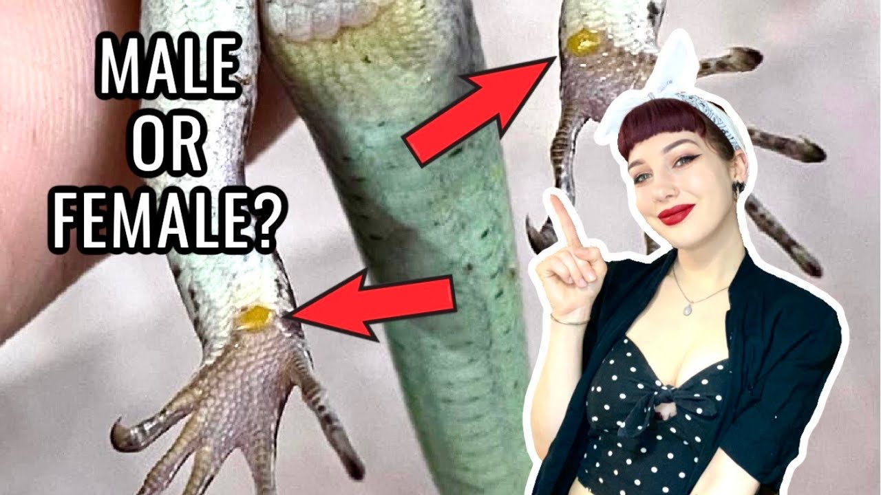 HOW TO SEX EMERALD TREE SKINKS Ep.3